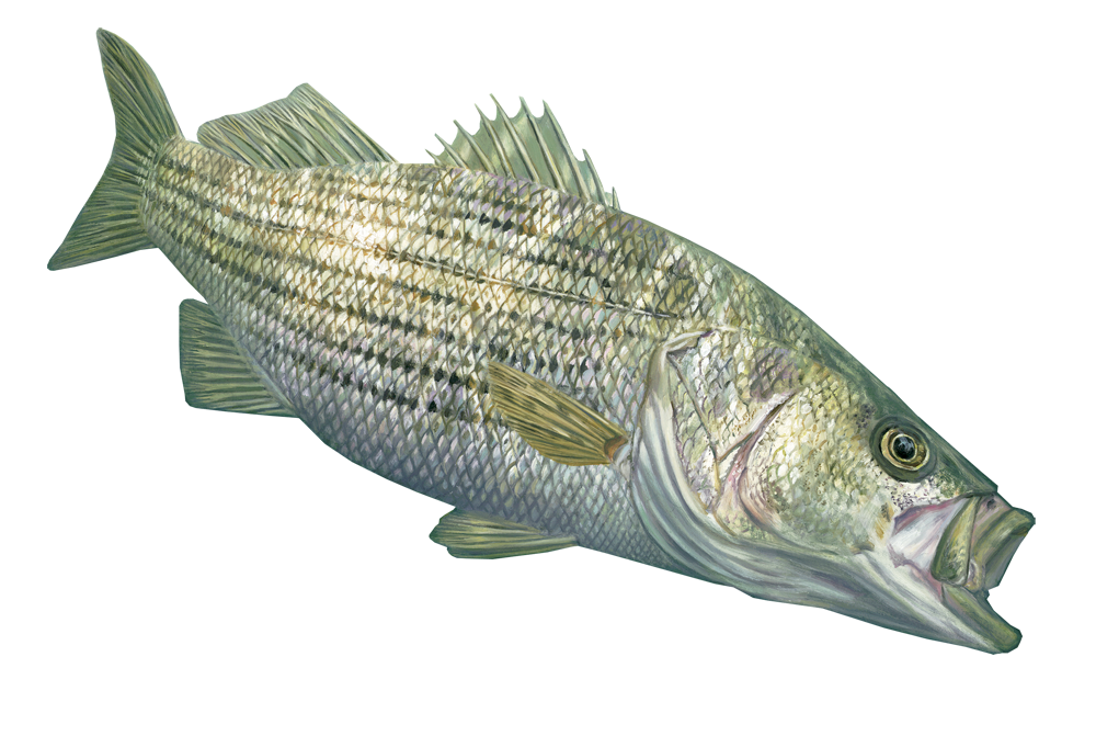 Striped BASS Beautiful Fish Decal for Your Boat, Vehicle, Etc. Many Sizes  and Styles Available 12 to 40…3MR, Sports & Outdoors -  Canada