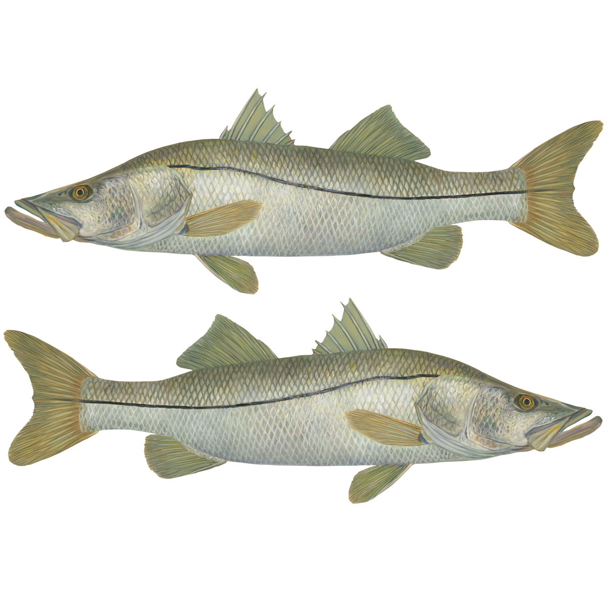 Detailed Snook Decal