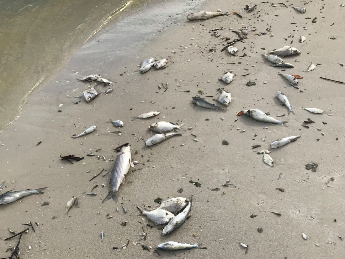 Florida Red Tide: Understanding Its Impact on the Sunshine State - Skiff Life