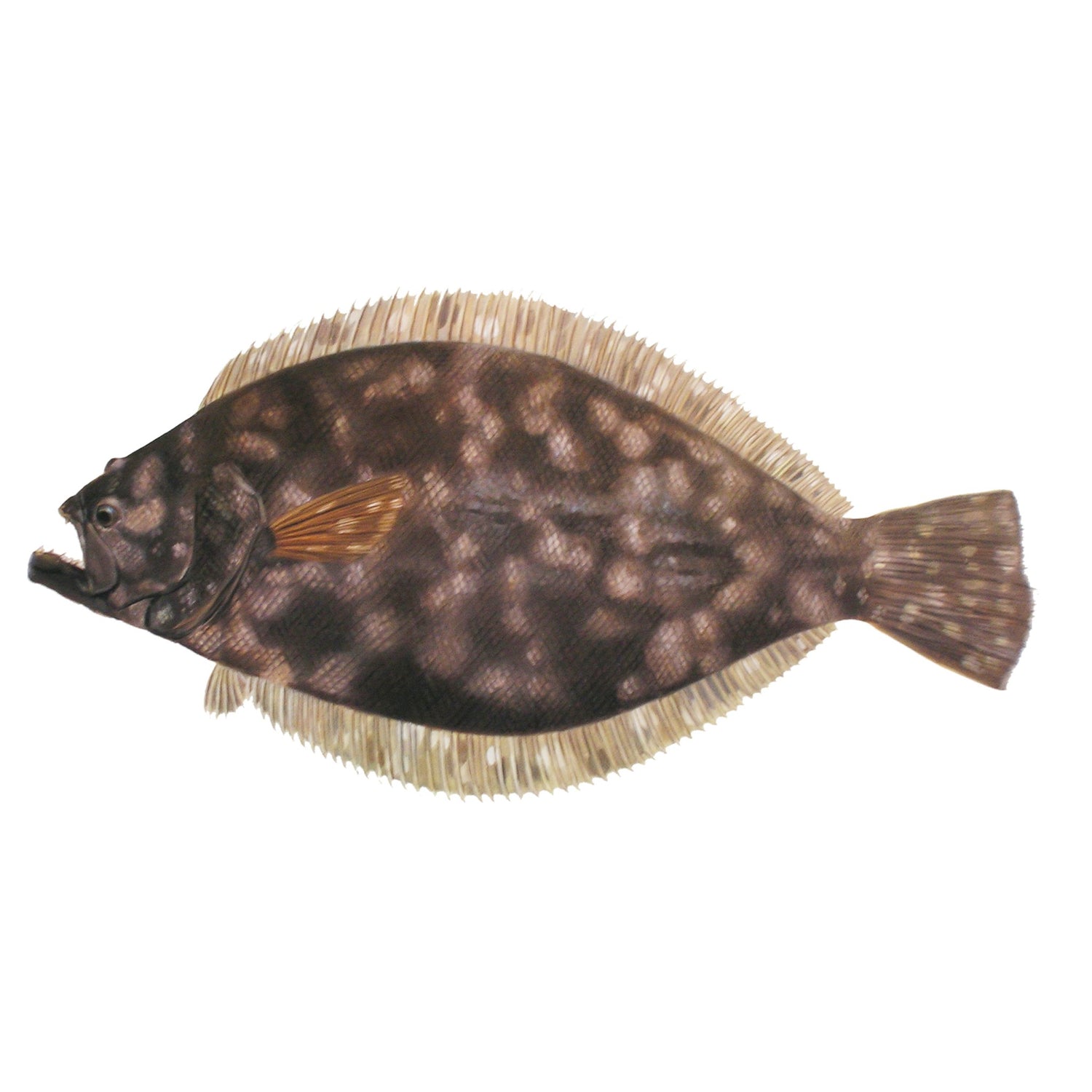 Flounder Collection - Skiff Life