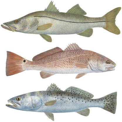 50% Off! Qty. 3 Trout, Snook, Redfish 4" X 1" Mini Fishing Decals - Skiff Life