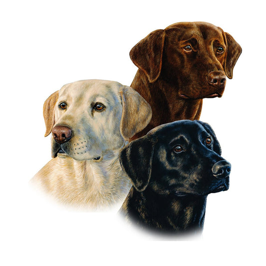 Labrador Retriever Sticker Decal Mini Golden Labrador, Black Labrador, Chocolate Labrador - Skiff Life