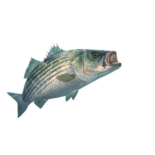 Mini Striped Bass Decal Striper Stickers - Skiff Life