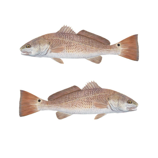 Qty. 2 Redfish Decal Red Drum Fishing Decals YETI Cup Decals - Skiff Life