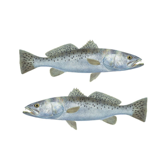 Qty. 2 Speckled Trout Decals Stickers Mini - Skiff Life