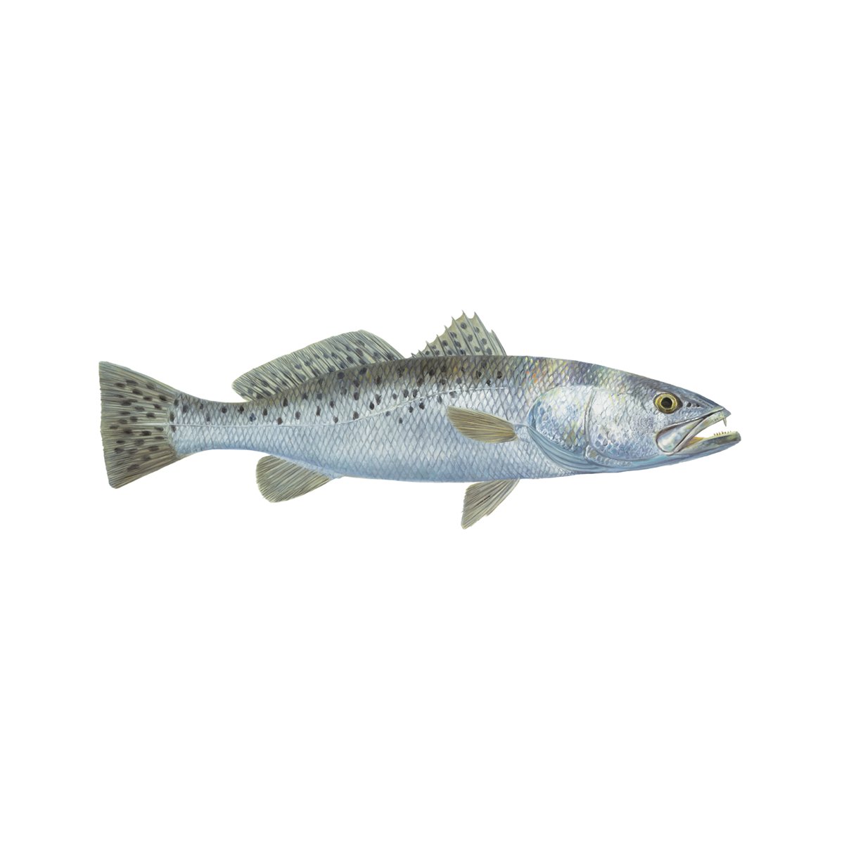 Qty. 2 Speckled Trout Decals Stickers Mini - Skiff Life