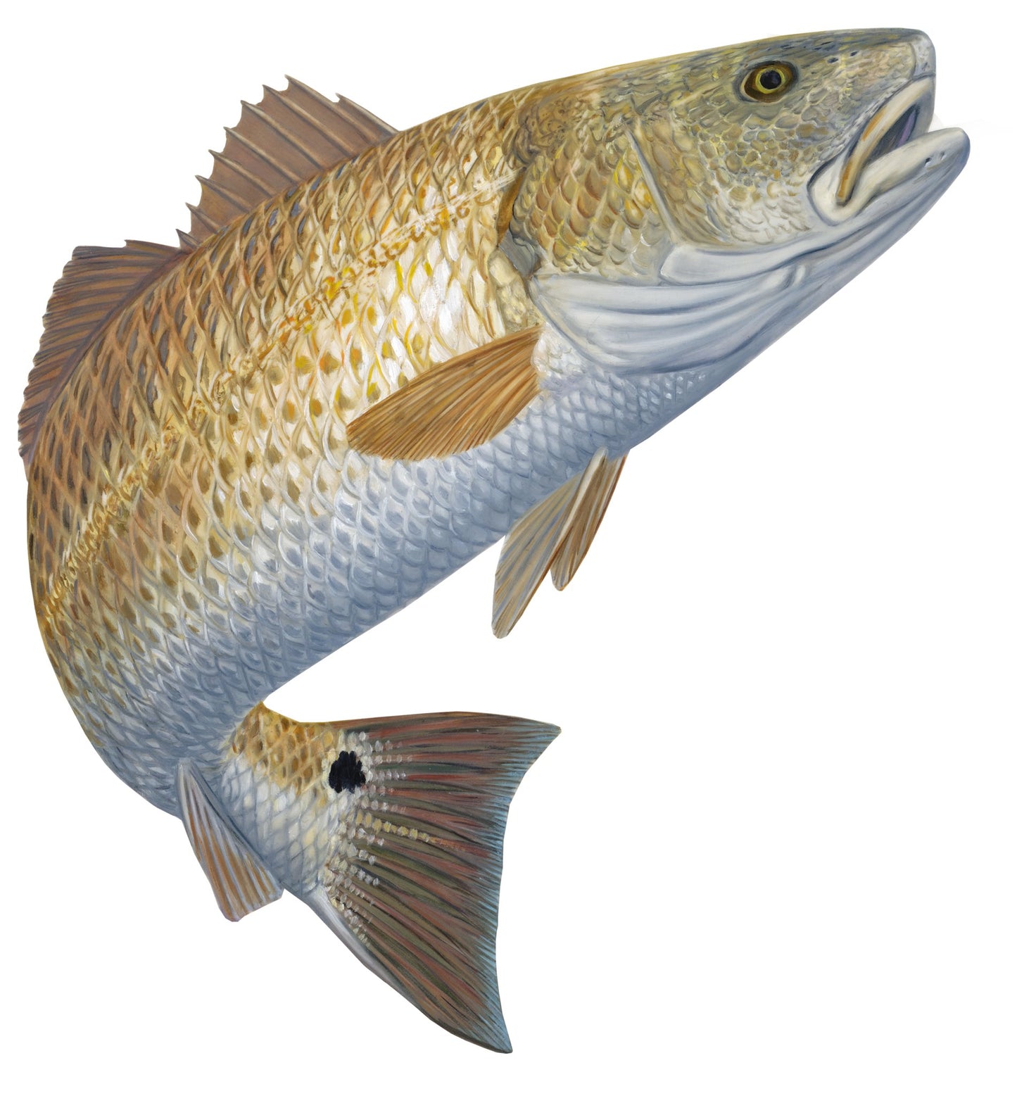 Redfish Decal Red Hot - Skiff Life