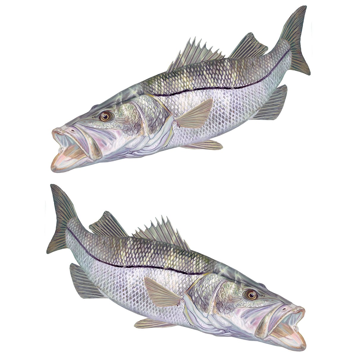 Snook Mangrove Monster Mini Fish Stickers - Skiff Life