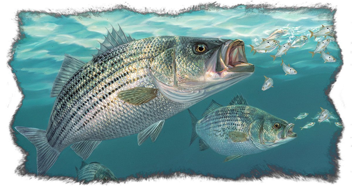 Striped Bass Fishing Shirts with Baitfish by Artist Randy McGovern - Skiff Life