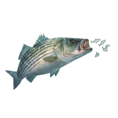 Striper Decal with Baitfish UV - Protected Vinyl Sticker for Cars, Trucks, Boats - Skiff Life