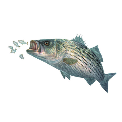 Striper Decal with Baitfish UV - Protected Vinyl Sticker for Cars, Trucks, Boats - Skiff Life