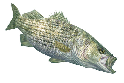 Striper Fish Stickers Authentic Striped Bass Decal by Randy McGovern Art - Skiff Life