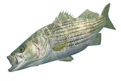 Striper Fish Stickers Authentic Striped Bass Decal by Randy McGovern Art - Skiff Life