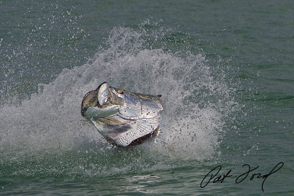 Tarpon Decals - Skiff Life