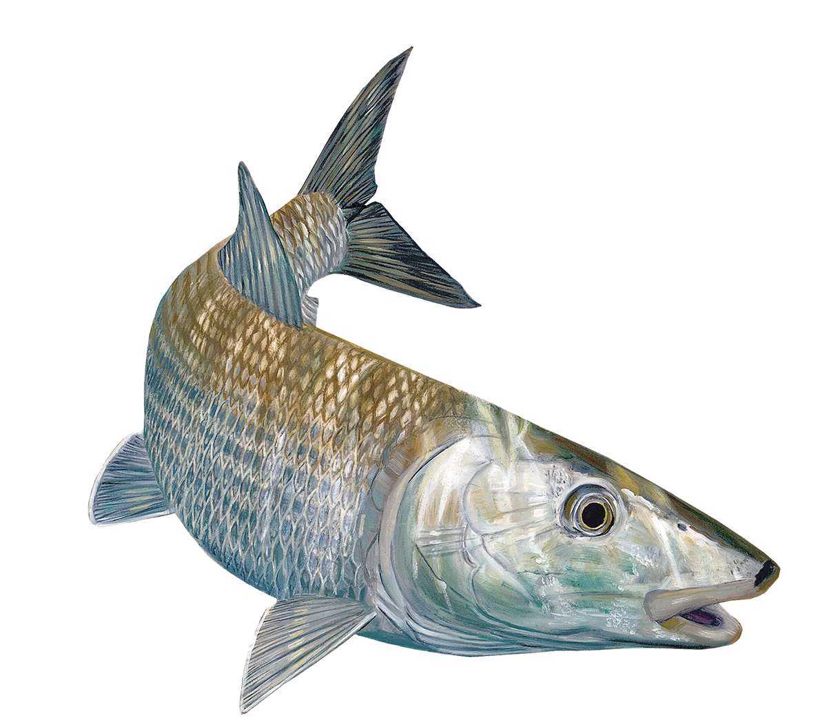 Bass Fishing Sticker Rude Awakening Bass Decal Randy McGovern Fish Art –  Skiff Life