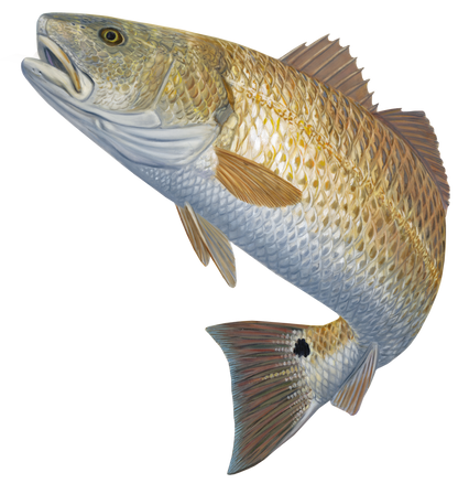 Redfish Decal Redhot Mini - Skiff Life