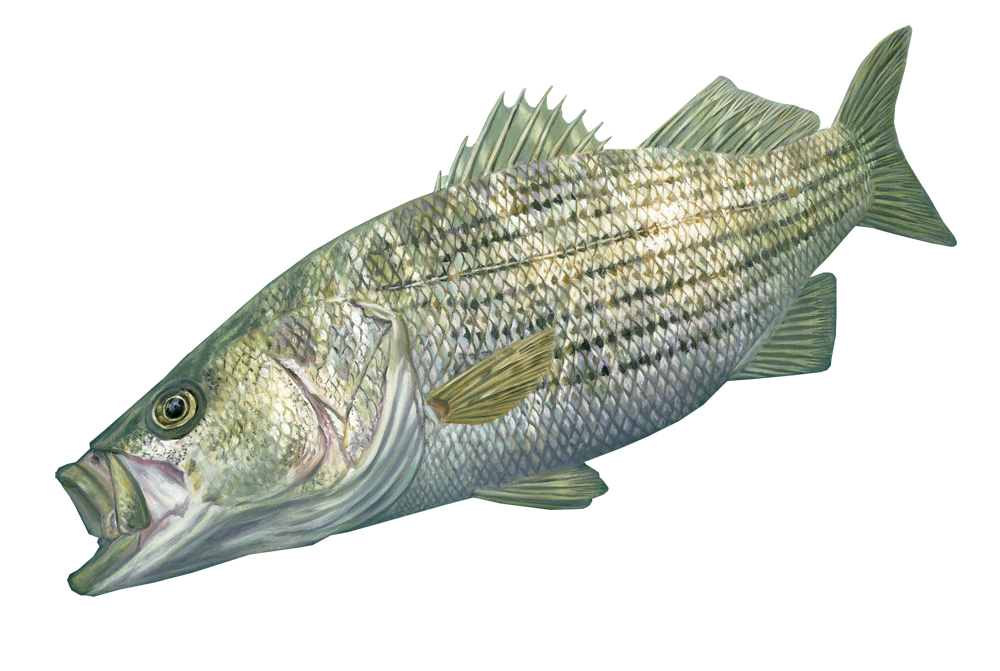 Striped Bass Decal/Sticker [STK476] - $6.99 : Almost Alive Lures